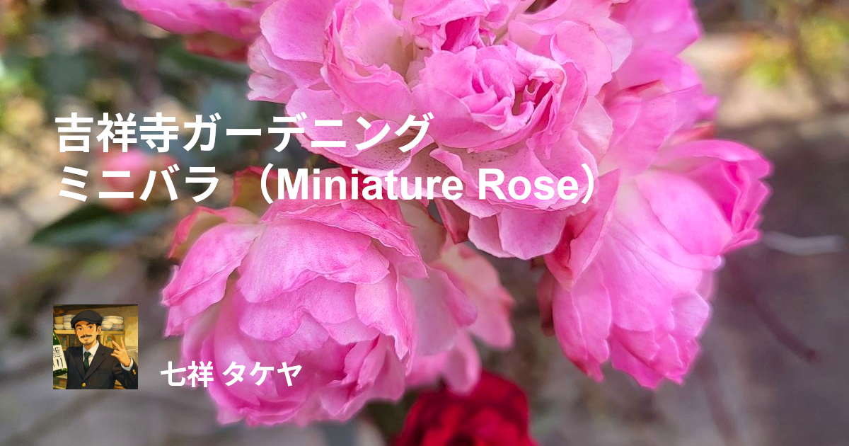 吉祥寺ガーデニング ミニバラ （Miniature Rose）