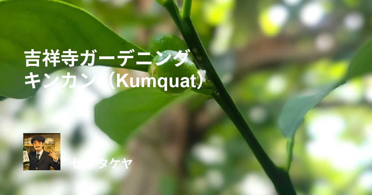 吉祥寺ガーデニング キンカン（Kumquat）