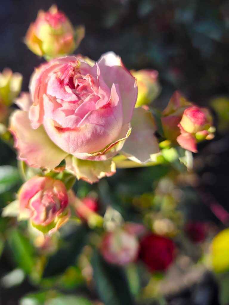 吉祥寺ガーデニング ミニバラ （Miniature Rose）