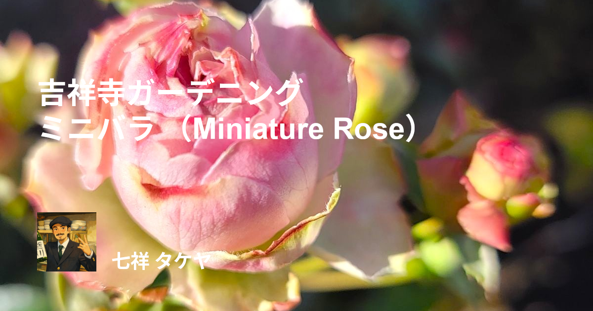 吉祥寺ガーデニング ミニバラ （Miniature Rose）