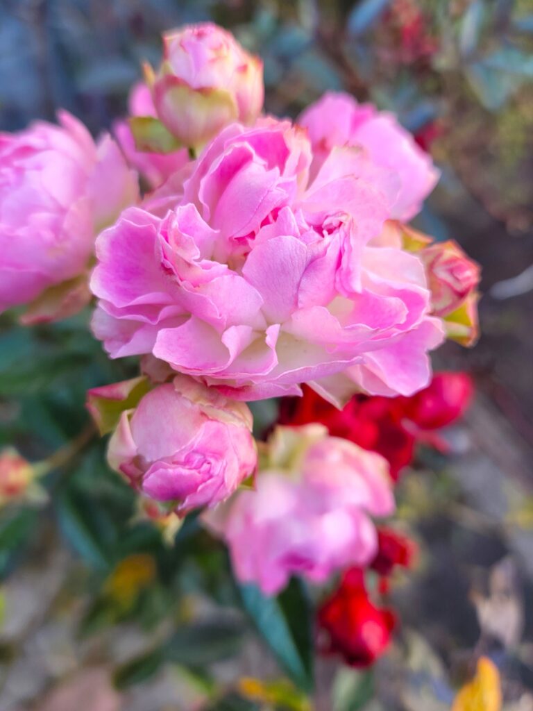 吉祥寺ガーデニング ミニバラ （Miniature Rose）