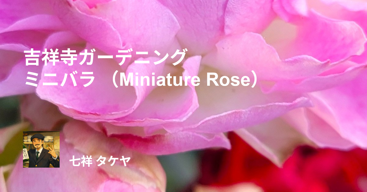 吉祥寺ガーデニング ミニバラ （Miniature Rose）