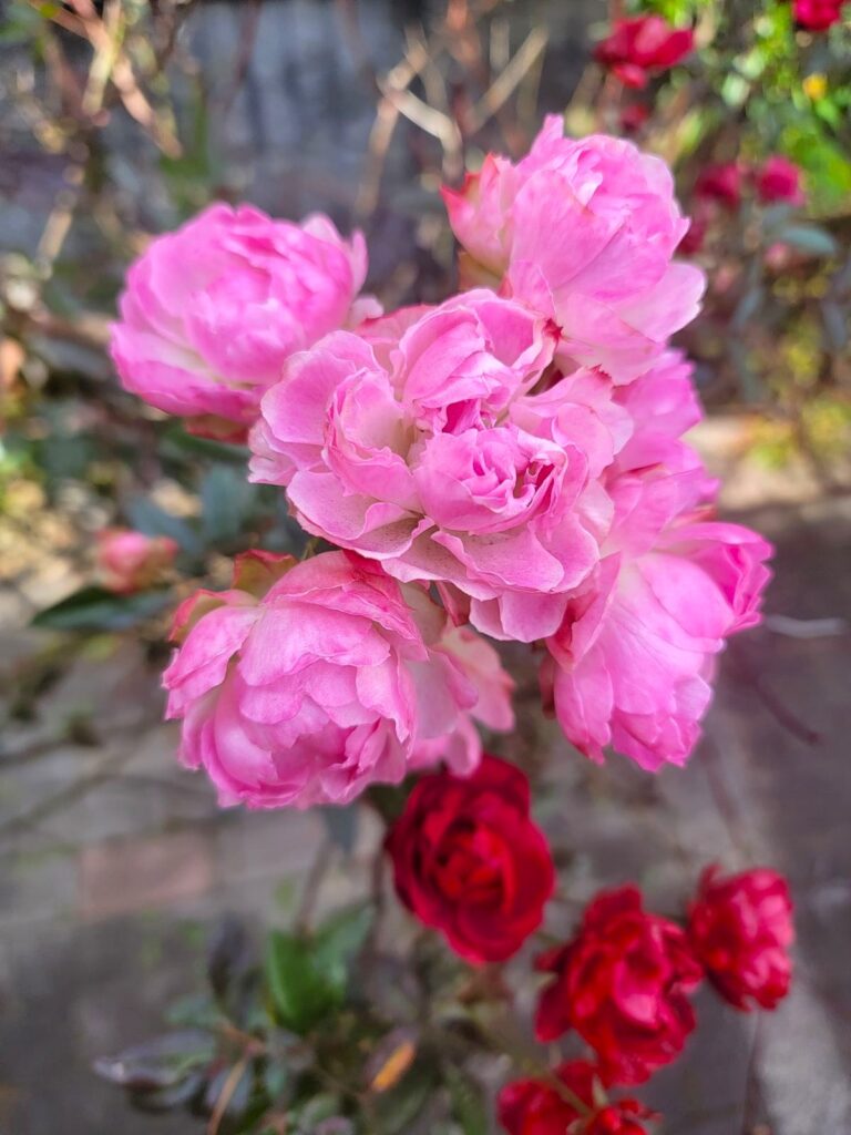 吉祥寺ガーデニング ミニバラ （Miniature Rose）