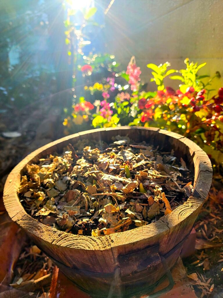 吉祥寺ガーデニング 富山産チューリップ二色咲き混合 （Tulips produced in Toyama）