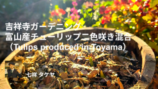 吉祥寺ガーデニング 富山産チューリップ二色咲き混合 （Tulips produced in Toyama）