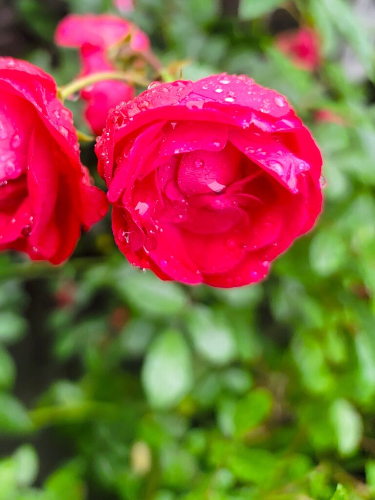 初夏の緑雨で濡れた白いミニバラ