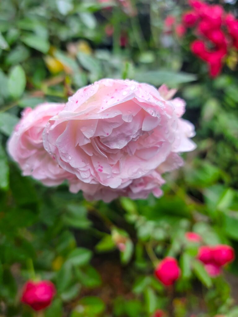 初夏の緑雨で濡れた白いミニバラ