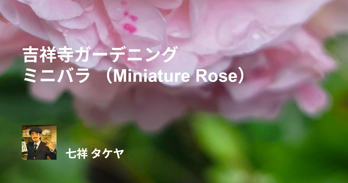 吉祥寺ガーデニング ミニバラ （Miniature Rose）