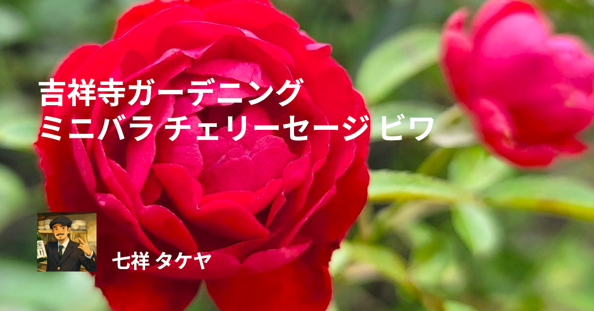 吉祥寺ガーデニング ミニバラ チェリーセージ ビワ