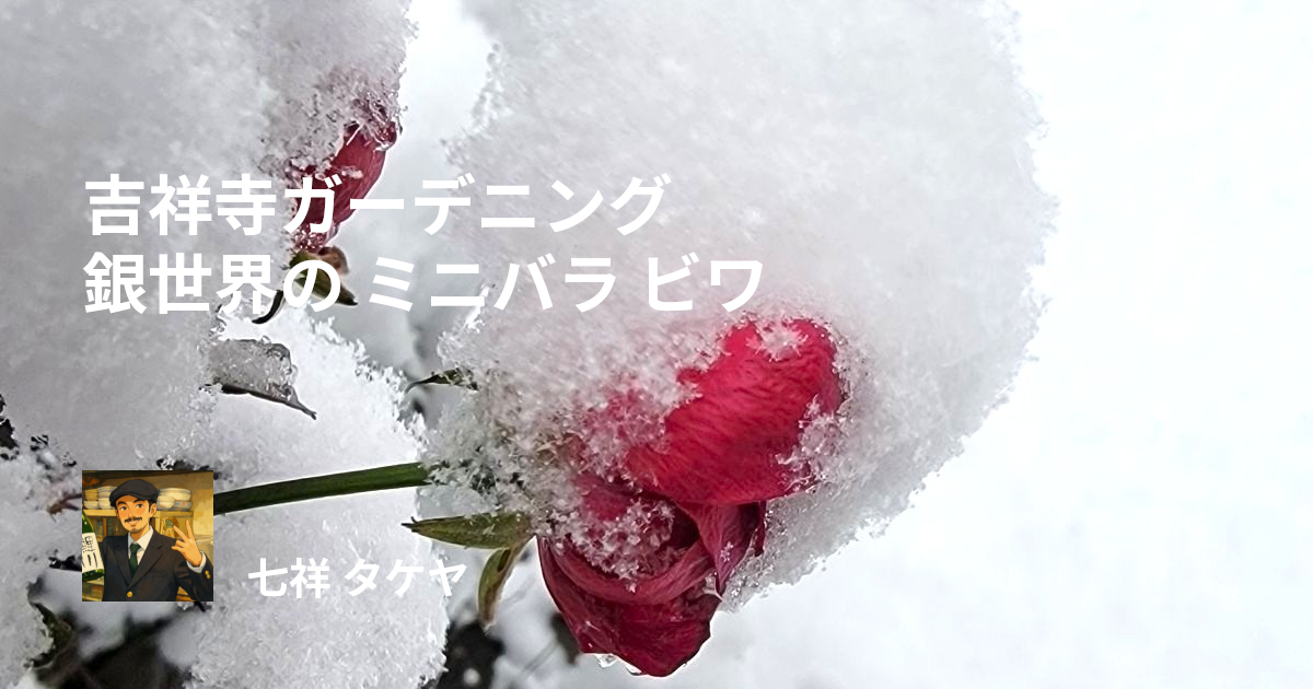 吉祥寺ガーデニング 銀世界の ミニバラ ビワ