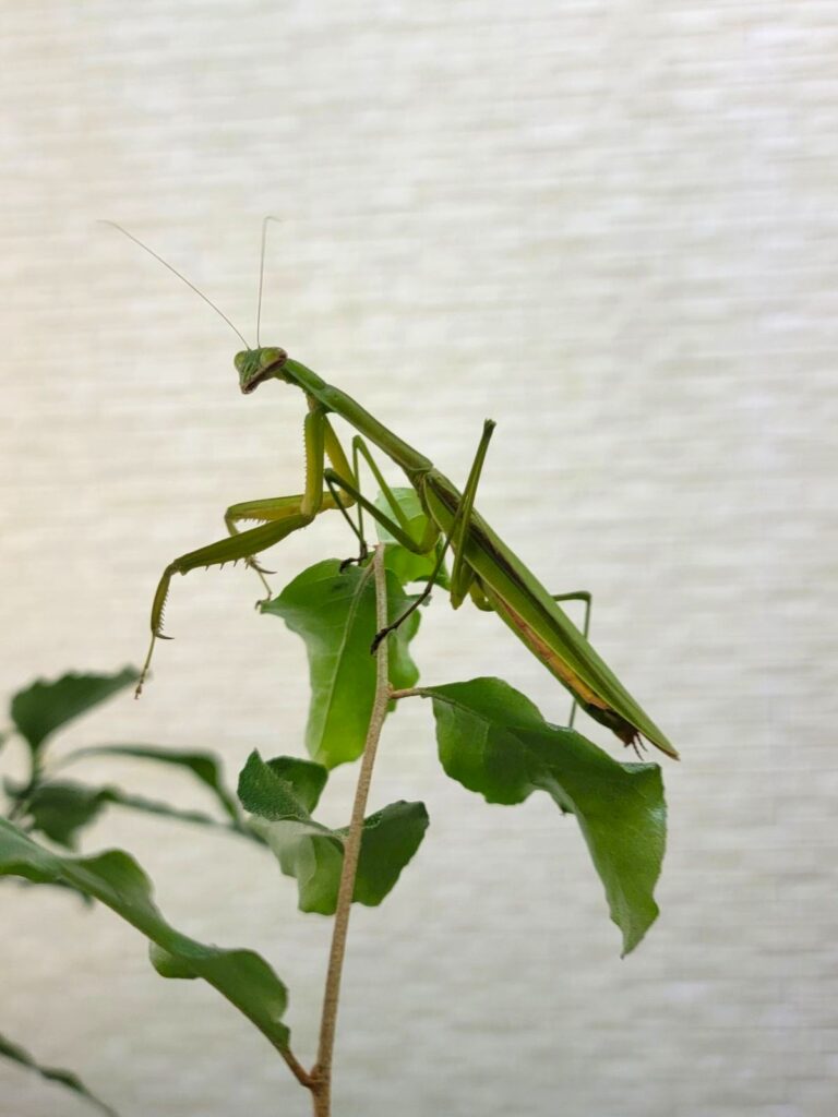 吉祥寺ガーデニング カマキリ（Mantis）