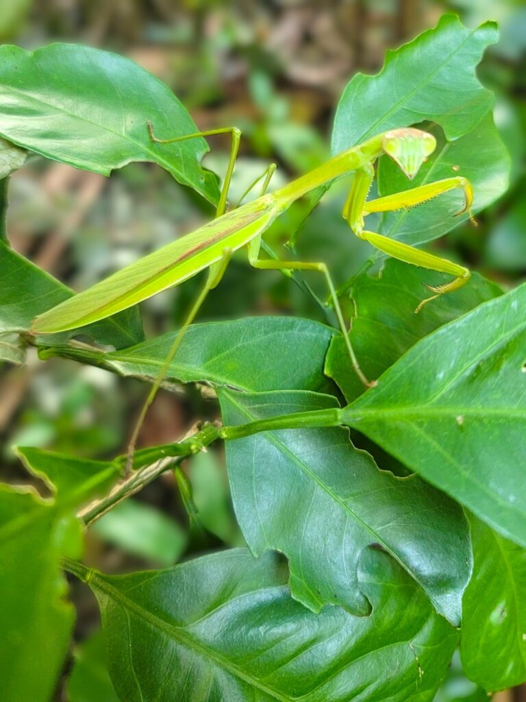 吉祥寺ガーデニング カマキリ（Mantis）