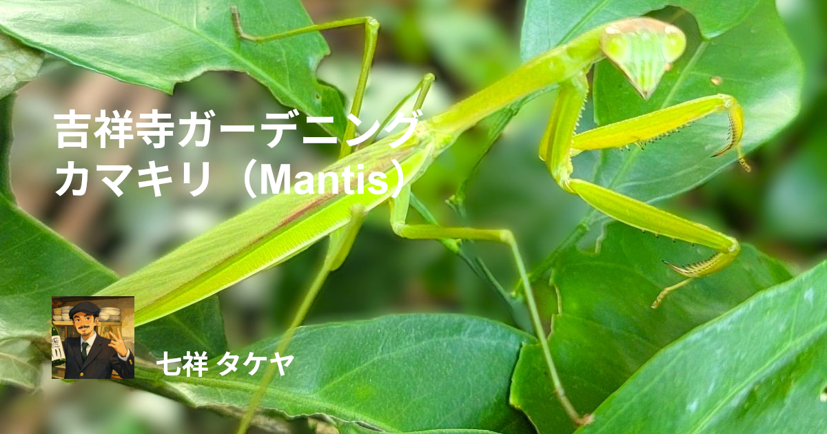 吉祥寺ガーデニング カマキリ（Mantis）