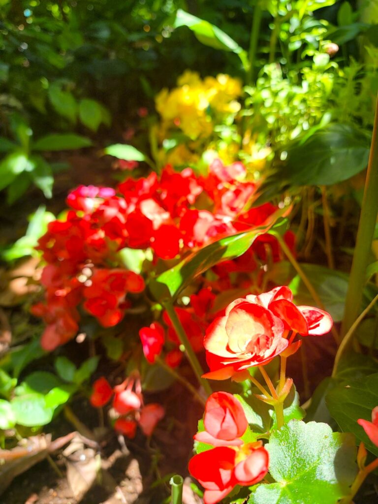 庭の赤リーガスベゴニアと黄リーガスベゴニア 20250621(土)