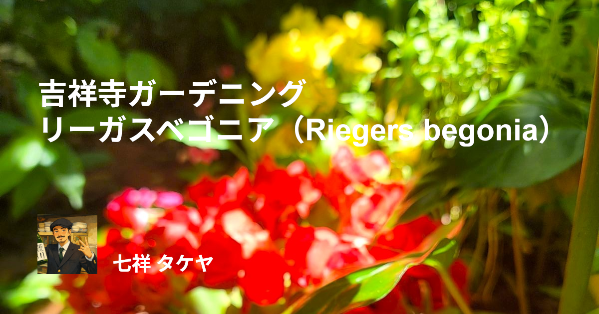 吉祥寺ガーデニング リーガスベゴニア（Riegers begonia）