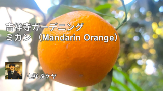 吉祥寺ガーデニング ミカン （Mandarin Orange）