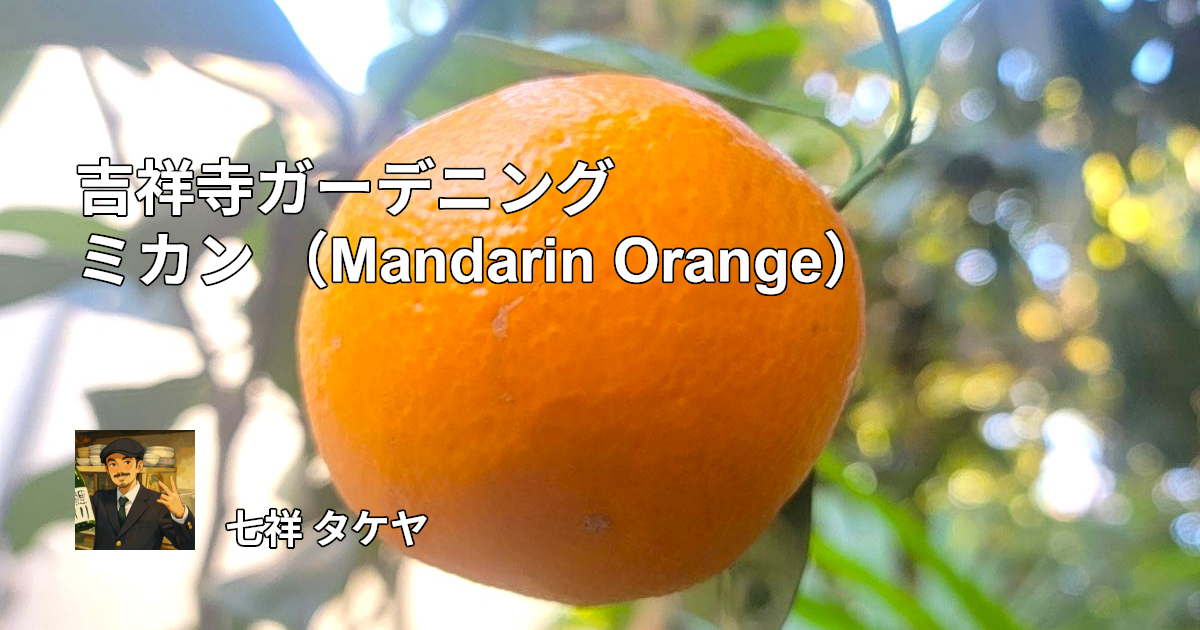 吉祥寺ガーデニング ミカン （Mandarin Orange）