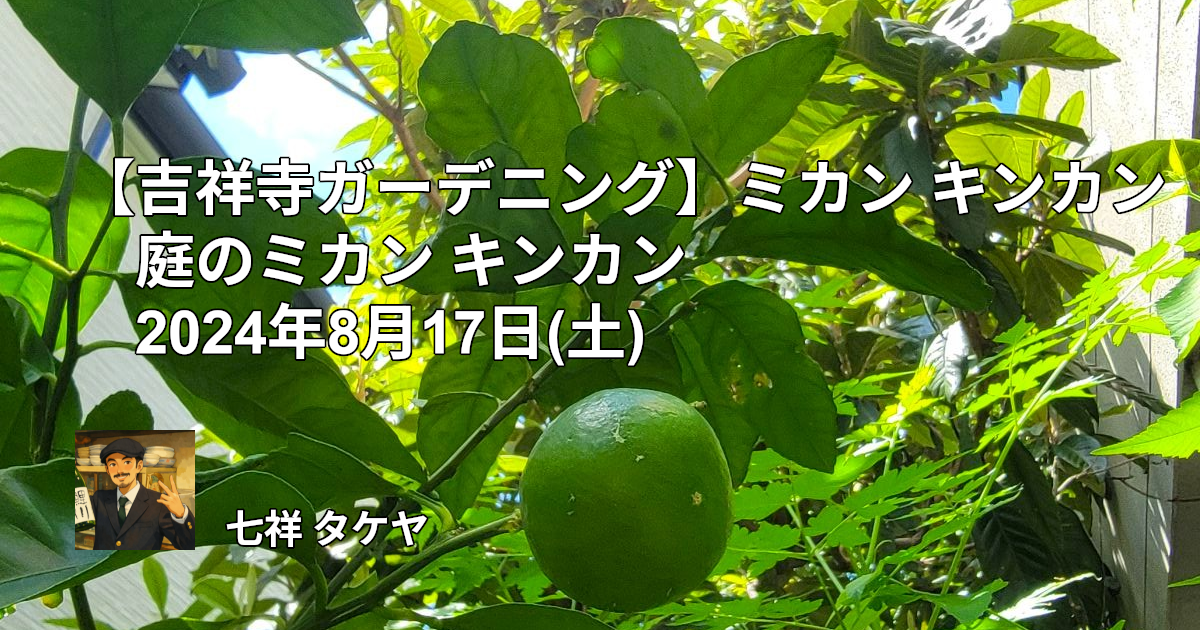 【吉祥寺ガーデニング】ミカン キンカン 庭のミカン キンカン 2024年8月17日(土)