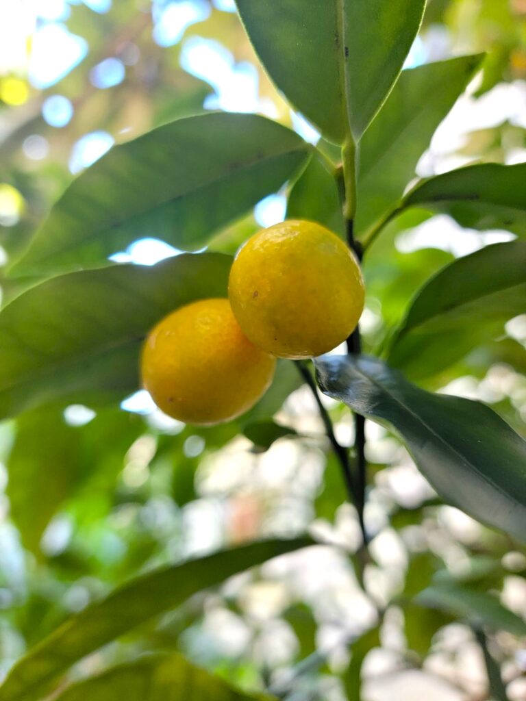 晩秋の色付いたキンカン
