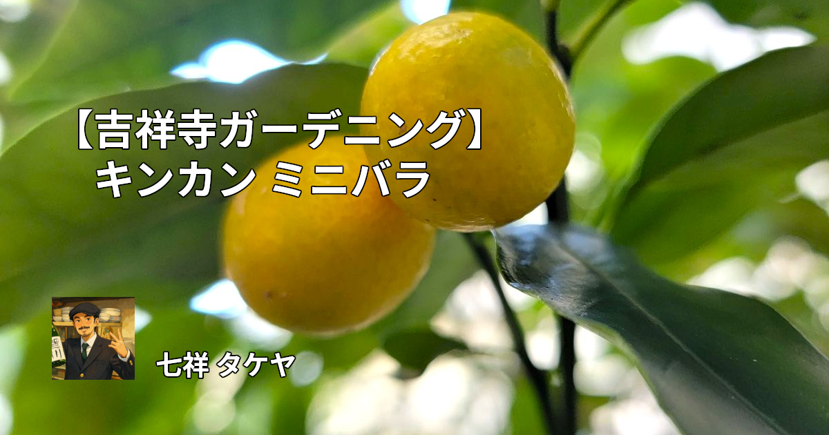 【吉祥寺ガーデニング】キンカン ミニバラ